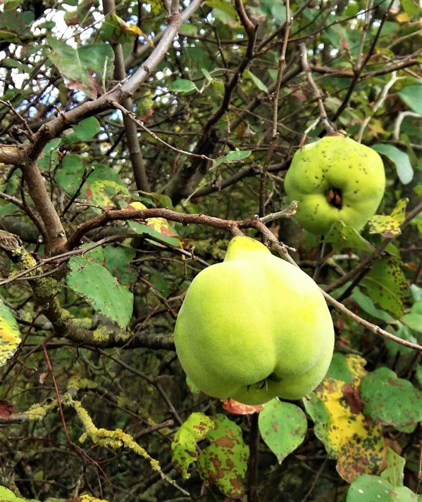 sommerhausen willis schnecken weg 21 quitten