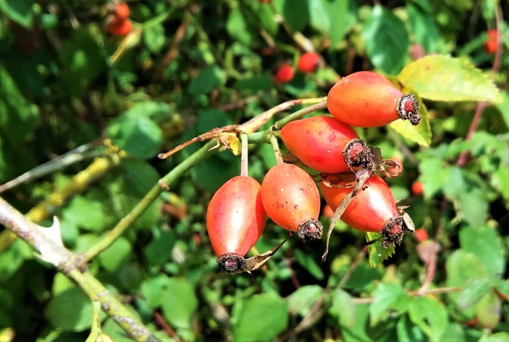 sommerhausen willis schnecken weg 22 hagebutten