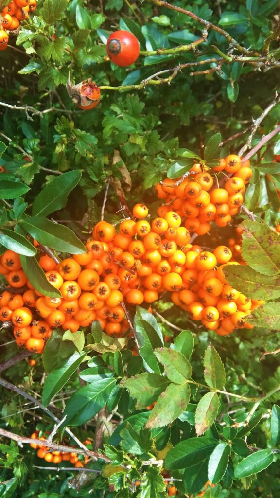 sommerhausen willis schnecken weg 31 vogelbeeren
