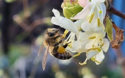 Summender Familienspaß: Wie du in die Geheimnisse der fleißigen Bienen nicht nur am Weltbienentag in & um Würzburg eintauchst