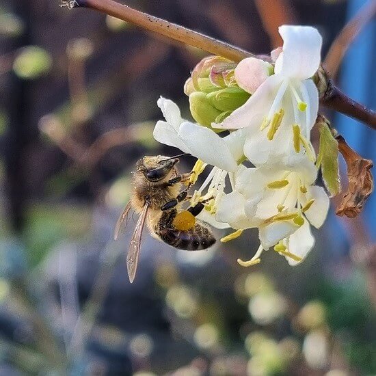 Bienen in und um Würzburg: Biene an einer Winterheckenkirschblüte