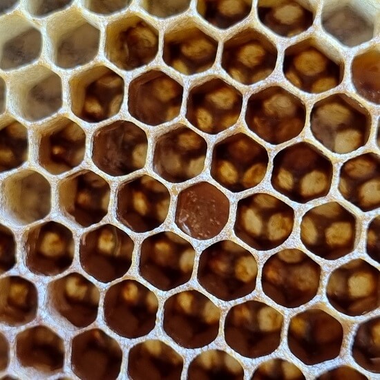 Siehst du den Wachsdeckel auf der Bienenwabe?
