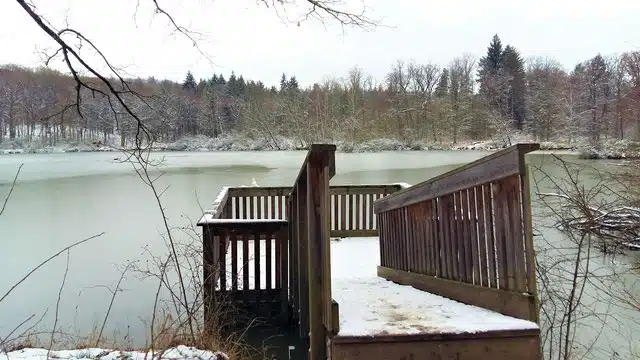 Naturwaldreservat-Wolfsee-am-See