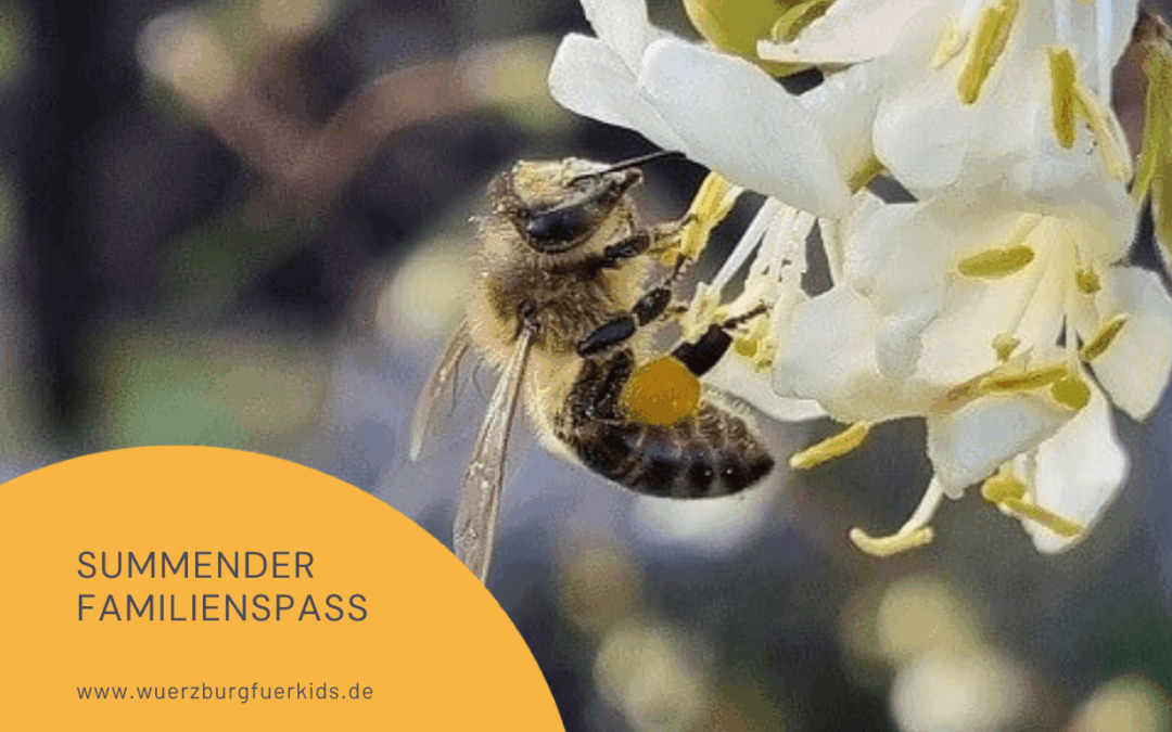 Summender Familienspaß: Wie du in die Geheimnisse der fleißigen Bienen in & um Würzburg eintauchst