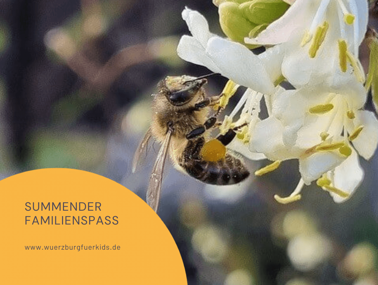 Summender Familienspaß: Wie du in die Geheimnisse der fleißigen Bienen in & um Würzburg eintauchst