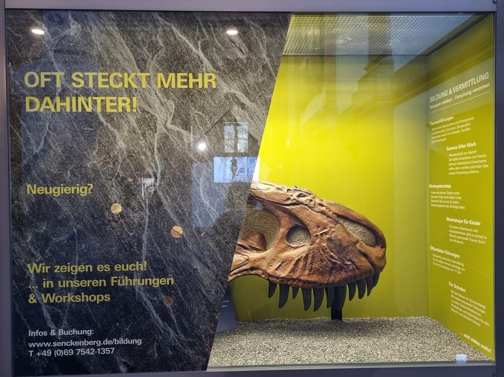 Dinosaurier-Schädel mit Hinweis auf Führungen und Workshops im Senckenberg Naturmuseum Frankfurt