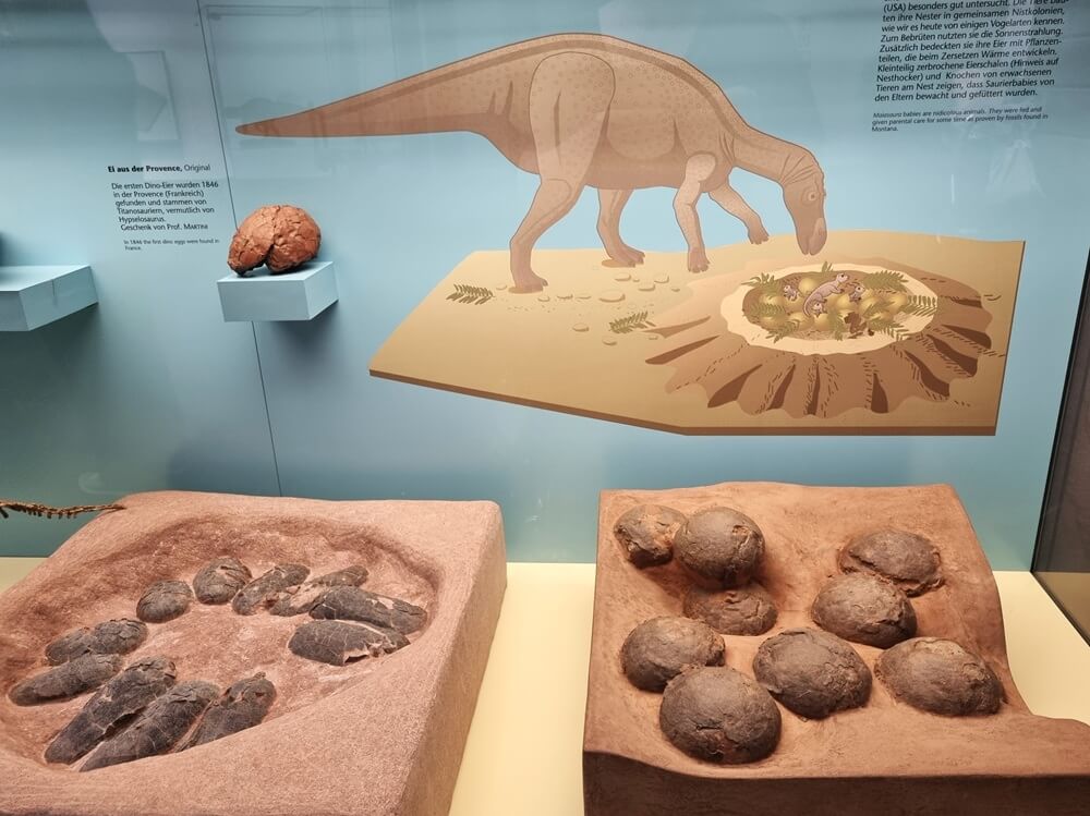 versteinerte Dinosaurier-Eier mit Oviraptor im Senckenberg Naturmuseum Frankfurt