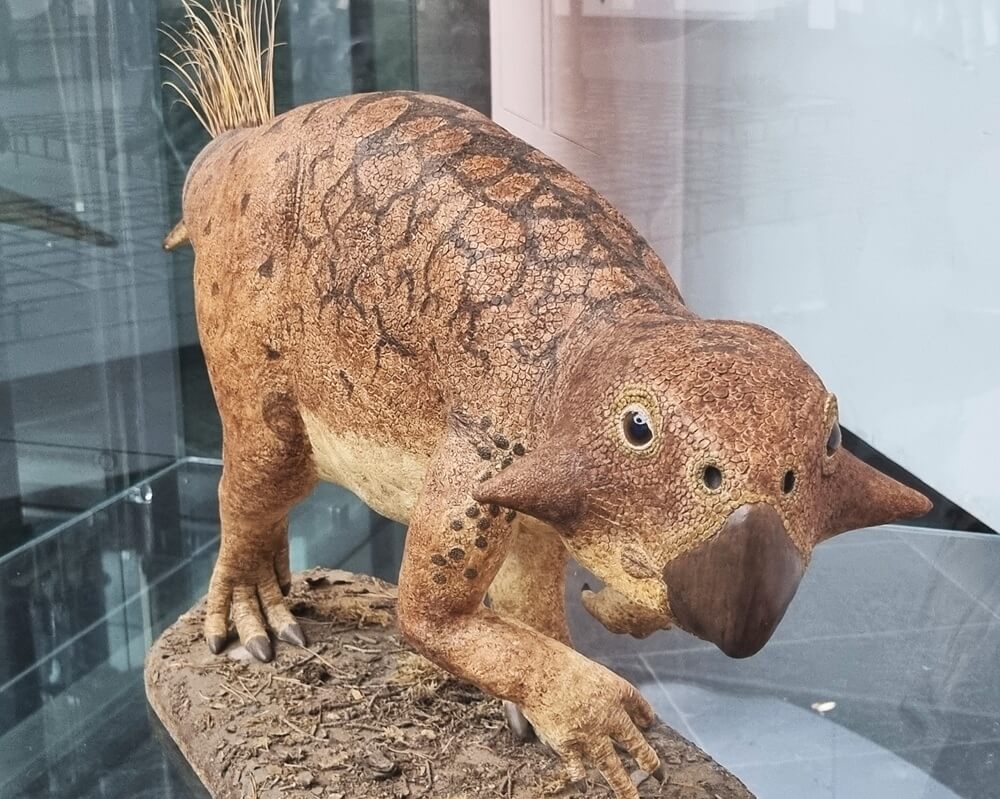 Lebensechte Nachbildung eines Psittacosaurus mit Papageienschnabel im Senckenberg Naturmuseum Frankfurt
