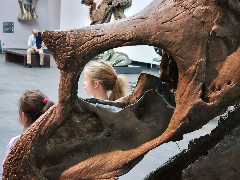 Mädchen ist zu sehen durch die Augenhöhle eines großen Dinosaurier-Schädels im Senckenberg Naturmuseum Frankfurt