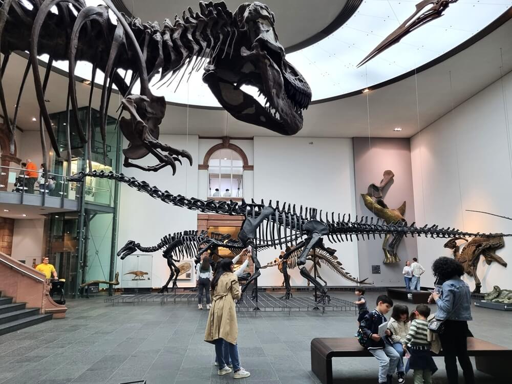 Dinosaurier-Skelette mit T-Rex und Diplodocus im Lichthof des Senckenberg Naturmuseums Frankfurt