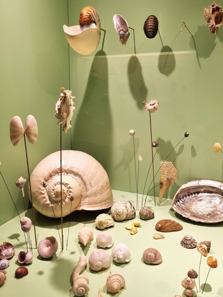 Vitrine mit kunstvoll arrangierten Muscheln, Schnecken und Fossilien im Senckenberg Naturmuseum Frankfurt