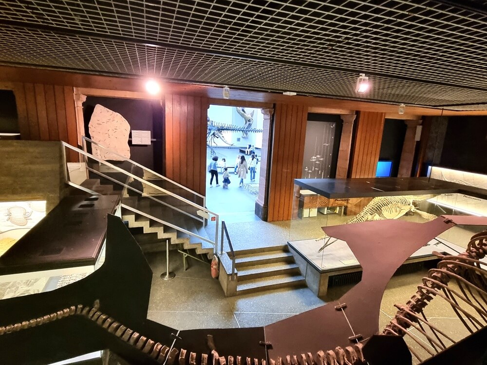 Weiter Ausstellungssaal im Senckenberg Naturmuseum Frankfurt