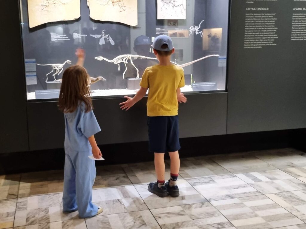 Zwei Kinder betrachten Dinosaurier-Skelette in einer Vitrine im Senckenberg Naturmuseum Frankfurt