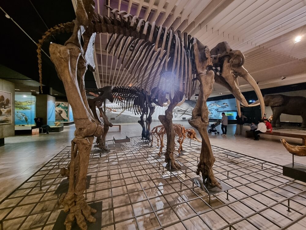 Skelett eines urzeitlichen Elefanten (Mammut bzw. Mastodon) im Senckenberg Naturmuseum Frankfurt