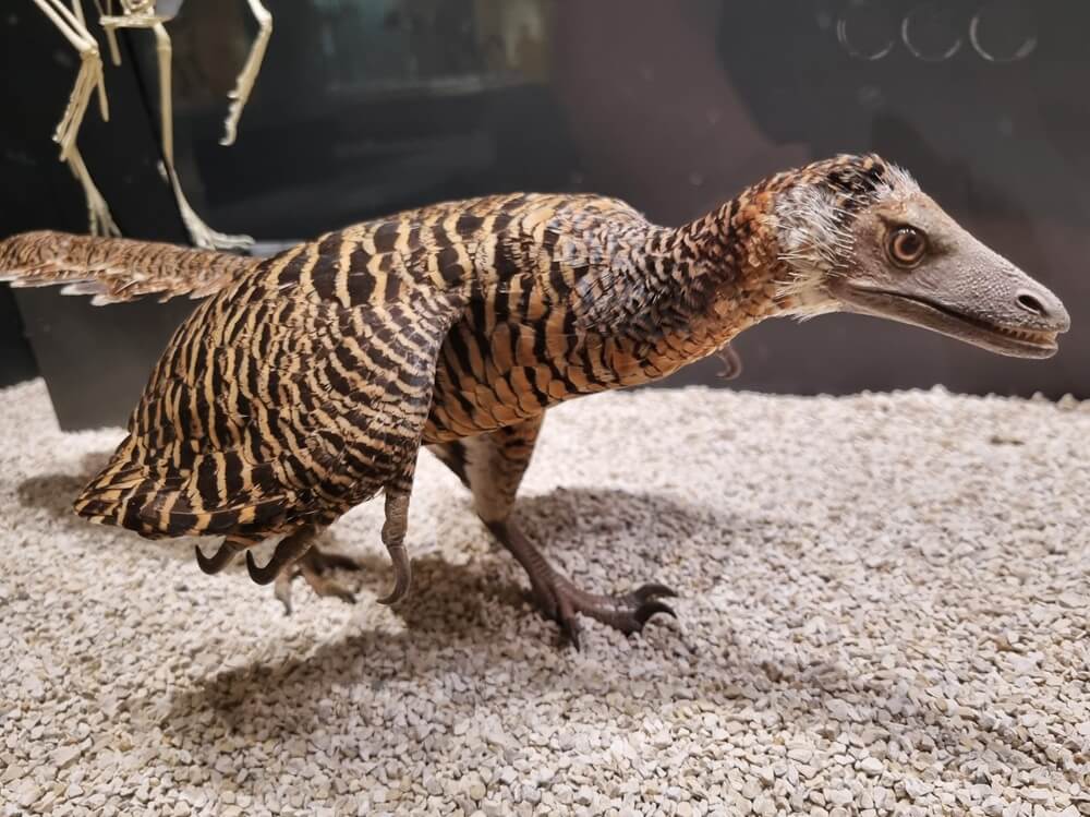 Lebensechte Nachbildung des Urvogels Archaeopteryx im Senckenberg Naturmuseum Frankfurt