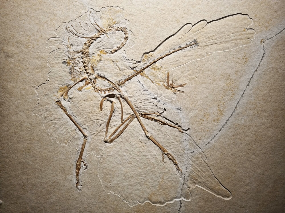 Archaeopteryx versteinert