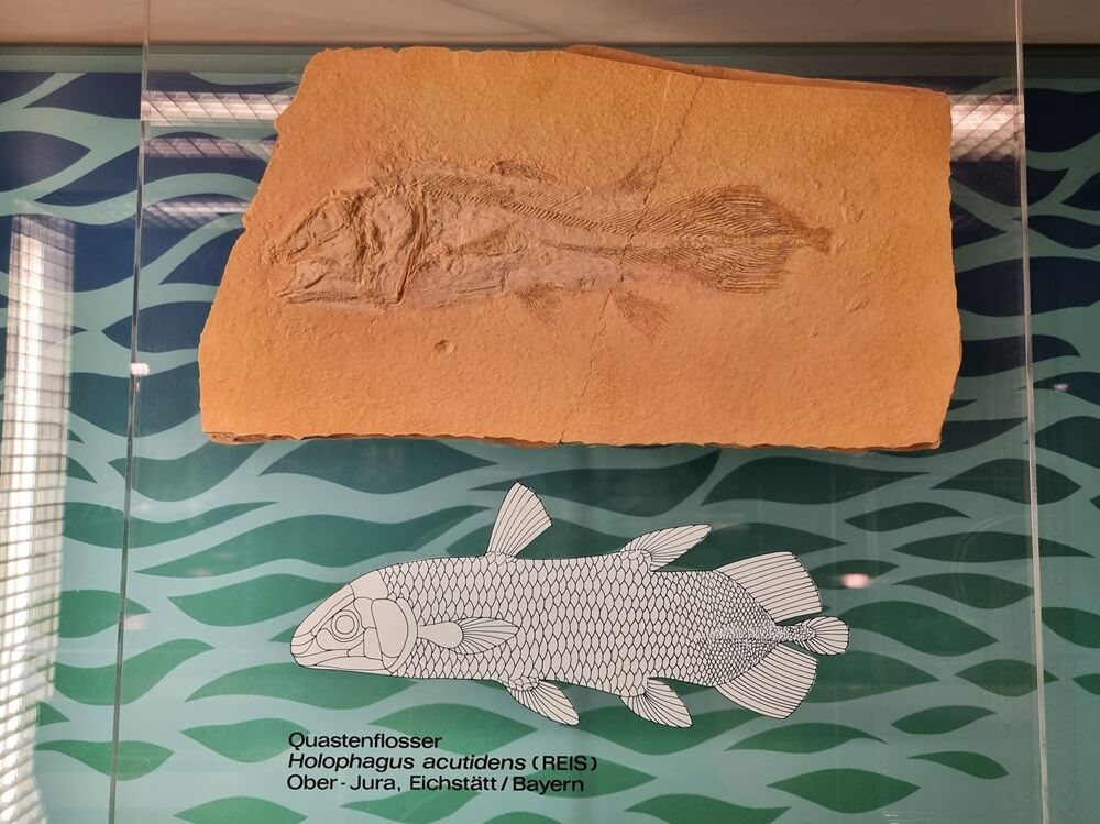 Versteinerter Urzeitfisch (Quastenflosser) aus dem Oberjura im Senckenberg Naturmuseum Frankfurt